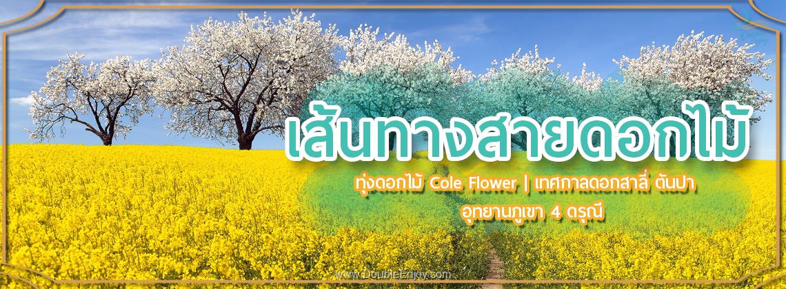 DE962 : ทัวร์จีน เส้นทางสายดอกไม้ ทุ่งดอก Cole Flowers เทศกาลดอกสาลี่ ตันปา อุทยานภูเขาสี่ดรุณี 6 วัน 5 คืน (TG) [ไม่เข้าร้านรัฐบาล]