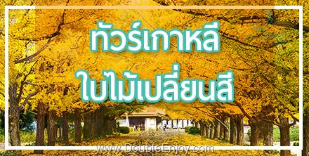 DE403 : โปรแกรมทัวร์เกาหลี ใบไม้เปลี่ยนสี 5 วัน 3 คืน (BX)