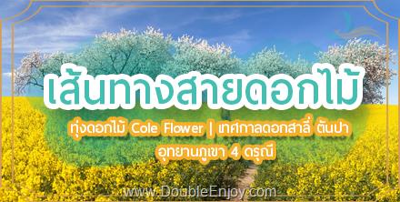 DE962 : ทัวร์จีน เส้นทางสายดอกไม้ ทุ่งดอก Cole Flowers เทศกาลดอกสาลี่ ตันปา อุทยานภูเขาสี่ดรุณี 6 วัน 5 คืน (TG) [ไม่เข้าร้านรัฐบาล]